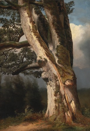 An oaktree trunk